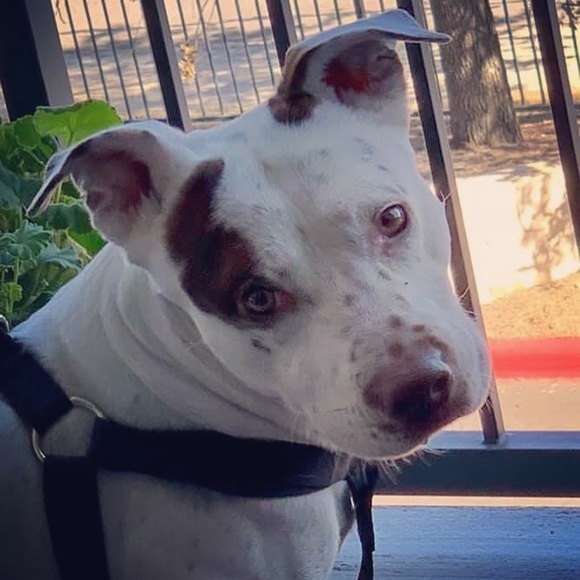 Meet your Posher, Joseph - Picture 1 of 1